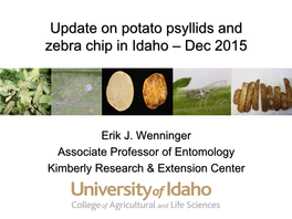 Update on Potato Psyllids and Zebra Chip in Idaho – Dec 2015