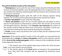 1. the Anterior Zone of the Palatal Submucosa Contains Fat, While the Post- Erior Zone Contains Mucous Glands