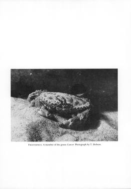 FRONTISPIECE. a Member of the Genus Cancer. Photograph by T