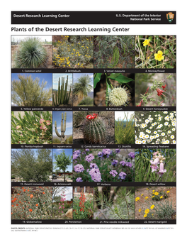 Plants of the Desert Research Learning Center