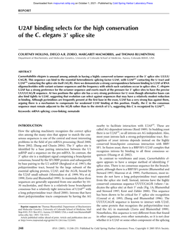 U2AF Binding Selects for the High Conservation of the C. Elegans 3؅ Splice Site