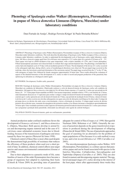 Phenology of Spalangia Endius Walker (Hymenoptera, Pteromalidae) in Pupae of Musca Domestica Linnaeus (Diptera, Muscidae) Under Laboratory Conditions