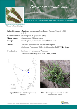 Blechnum Spinulosum