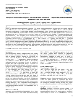 Cyrtophora Noorani and Cyrtophora Citricola (Araneae, Araneidae: Cyrtophorinae) New Species and a New Record from Sindh, Pakistan