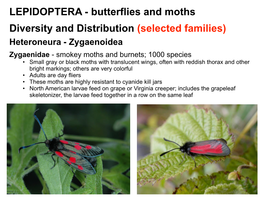 (Selected Families) LEPIDOPTERA