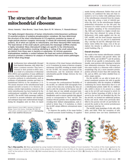 The Structure of the Human Mitochondrial Ribosome