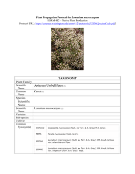 TAXONOMY Plant Family Apiaceae/Umbelliferae (1) Species