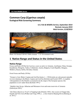 Common Carp (Cyprinus Carpio) ERSS