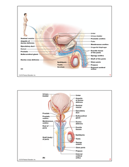 Urinary Bladder Ureter Ampulla of Ductus Deferens Seminal Vesicle