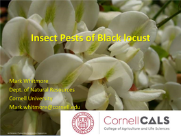 Insect Pests of Black Locust