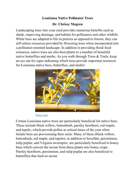 Louisiana Native Pollinator Trees Dr. Chrissy Mogren Landscaping