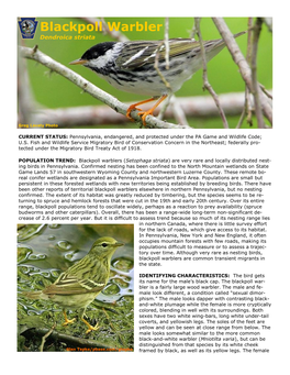 Blackpoll Warbler Dendroica Striata