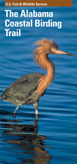 The Alabama Coastal Birding Trail