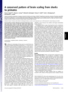 A Conserved Pattern of Brain Scaling from Sharks to Primates