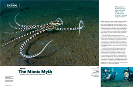 The Mimic Myth Jason Isley, Behind the Scenes of Documentary Shoot Roger Munns, Simon Enderby/ Scuba Zoo ▴ Mimic Octopus, Thaumoctopus Mimicus