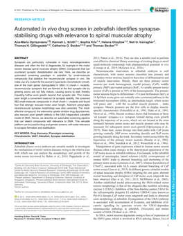 Automated in Vivo Drug Screen in Zebrafish Identifies Synapse- Stabilising Drugs with Relevance to Spinal Muscular Atrophy Ana-Maria Opris¸Oreanu1,¶, Hannah L