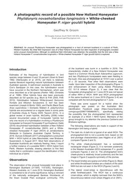 A Photographic Record of a Possible New Holland Honeyeater Phylidonyris Novaehollandiae Longirostris × White-Cheeked Honeyeater P