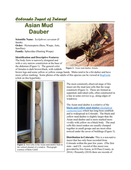 Asian Mud Dauber