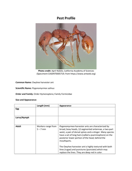 Owyhee Harvester Ant