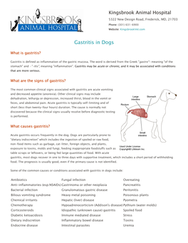 Gastritis in Dogs