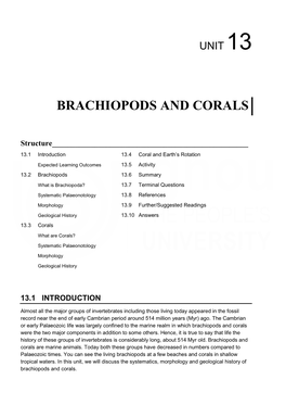 Brachiopods and Corals