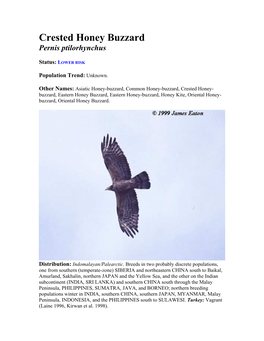 Crested Honey Buzzard Pernis Ptilorhynchus