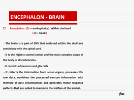 Encephalon - Brain