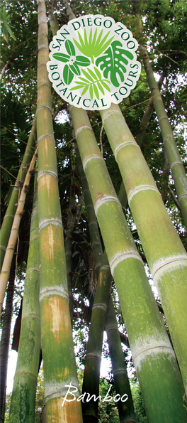 Bamboo 13 Alphonse Karr Bamboo Borinda Fungosa Bambusa Multiplex ‘Alphonse Karr’