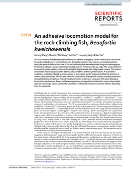 An Adhesive Locomotion Model for the Rock-Climbing Fish, Beaufortia