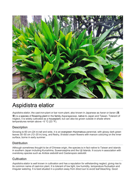 Aspidistra Elatior