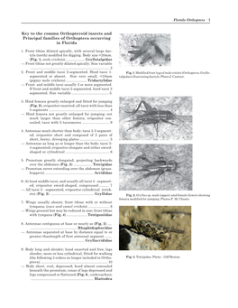 Florida Orthoptera · 1 Key to the Commn Orthopteroid Insects and Principal Families of Orthoptera Occurring in Florida