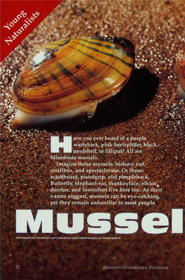 Minnesota Mussels. •' • ' Ihiagine These Mussels: Hickory Nut, Snuffbox, and Spectaclecase