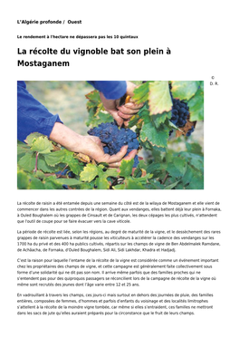 La Récolte Du Vignoble Bat Son Plein À Mostaganem