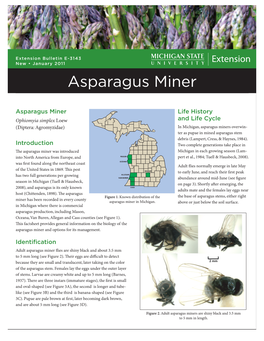 Asparagus Miner