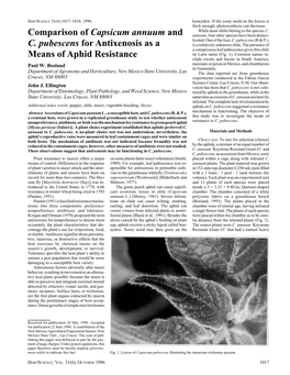 Comparison of Capsicum Annuum and C. Pubescens for Antixenosis