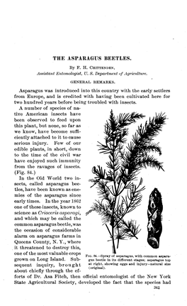 THE ASPARAGUS BEETLES. Asparagus Was Introduced Into This