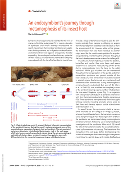 An Endosymbiont's Journey Through Metamorphosis of Its Insect Host