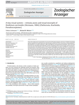 Retinula Axons and Visual Neuropils of Neobisium