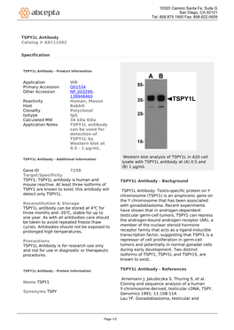 TSPY1L Antibody Catalog # ASC11582