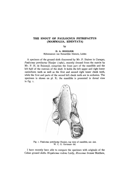 The Snout of Paulocnus Petrifactus (Mammalia, Edentata)