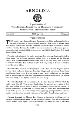 TREE PEONIES Peonies Have Been Cultivated for Centuries in China and Japan but Have TREE-~- Not Proved Popular in America Until Recently