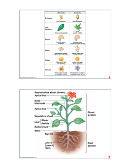 Internode Node Vegetative Shoot Blade Petiole Leaf A