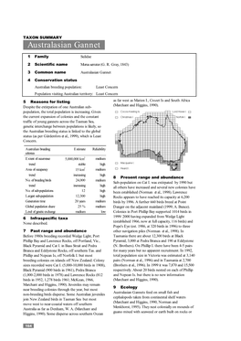 Australasian Gannet