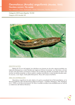 Geomalacus (Arrudia) Anguiformis (Morelet, 1845) Nombre Común: No Existe Tipo: Mollusca / Clase: Gastropoda / Orden: Pulmonata / Familia: Arionidae