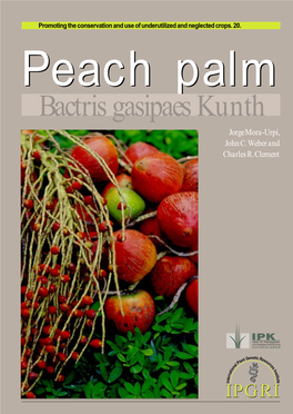 Peach Palm, Bactris Gasipaes Kunth