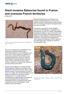 Giant Invasive Flatworms Found in France and Overseas French Territories 22 May 2018