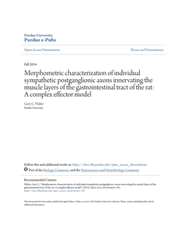 Morphometric Characterization of Individual Sympathetic