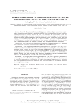 Differential Expression of Cyc2 Genes and the Elaboration of Floral Morphologies in Hiptage, an Old World Genus of Malpighiaceae