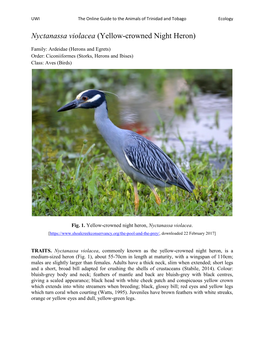 Nyctanassa Violacea (Yellow-Crowned Night Heron)