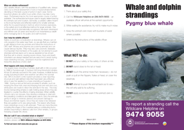 9474 9055 Whale and Dolphin Strandings